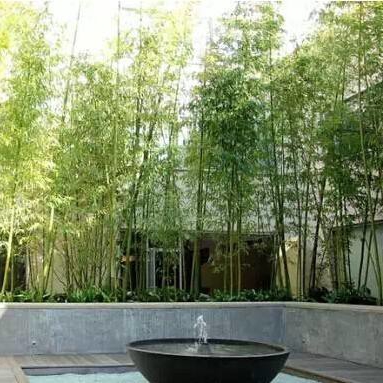 景观设计喷泉竹林