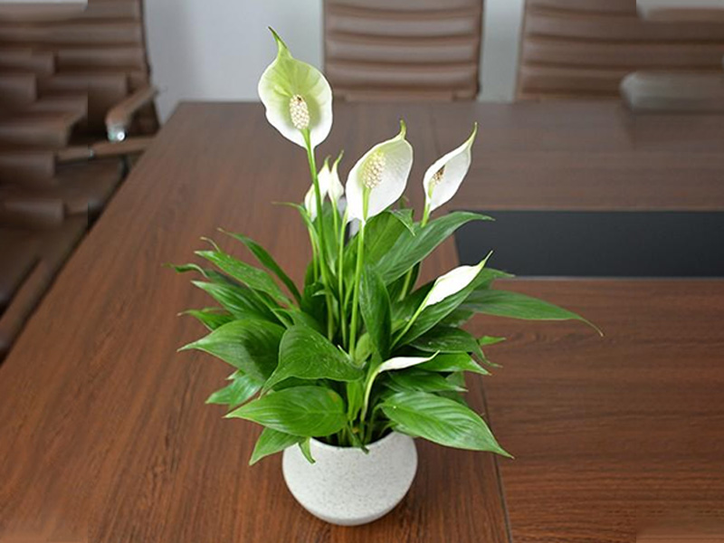 办公室绿植花卉租赁与使用