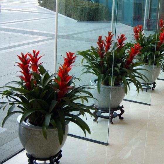 将花卉绿植摆放在办公室有哪些好处